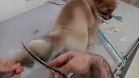 Dog hair cutting