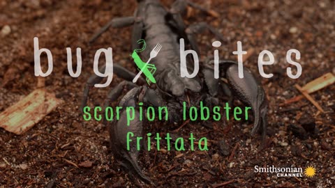 Bug Bites Scorpion Lobster Frittata