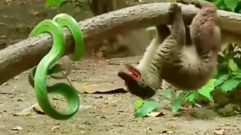 cute#jungle hunting#wild animals#short#ken tv station