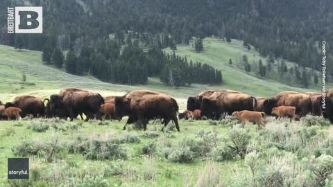 MOO-VE! Huge Bison Herd Guides Dozens of Calves Across Yellowstone Road