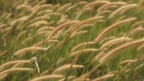 Wheat Farming / Wheat Cultivation Guide | How to grow Wheat