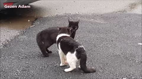 Street cat talking and fighting