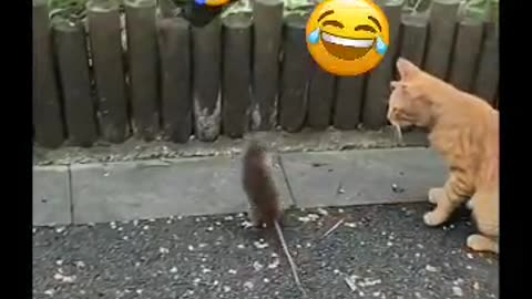 Cat and rat 🐀 funny video shots