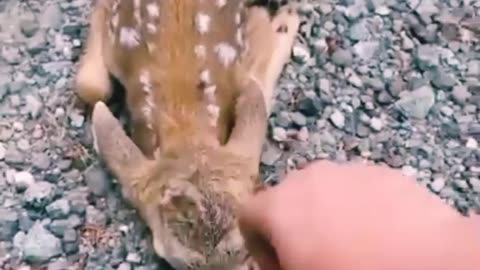 Enchanting Encounter: Friendly Fawn Seeks Head Scratches"