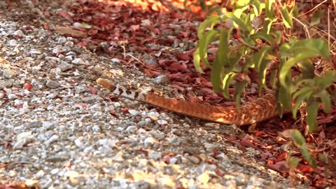 Crew is filming on location when we find several rattlesnakes. Lizard has a feast.