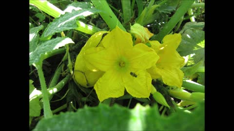 Flower of the Gourd Yellow Squash Oct 2021