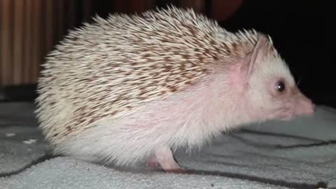 Hedgehogs eating Mealworms