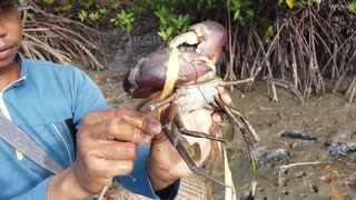 Amazing Catch King Mud Crabs at Mud Sea after Water Low Tide | Season Catch Sea Crabs-10