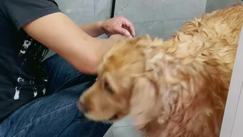 Funny Dog Washing