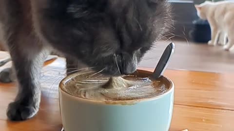 It’s Meownday 😿 - Even cats needs coffee on a Monday!
