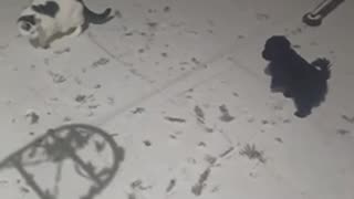 Puppy poodle gets excited to see her first snow fall