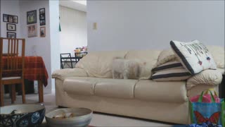 Dog Digs Imaginary Hole In Couch Before Relaxing