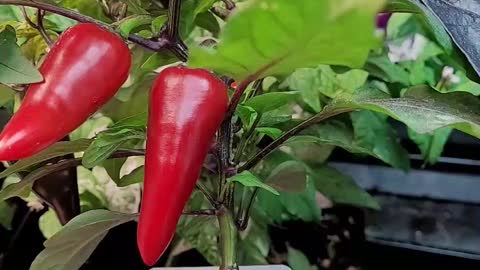 Some Of Our Indoor Peppers Are Getting Ripe - A Quick Look