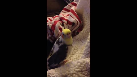 Cockatiel mimics iPhone ringtone perfectly!