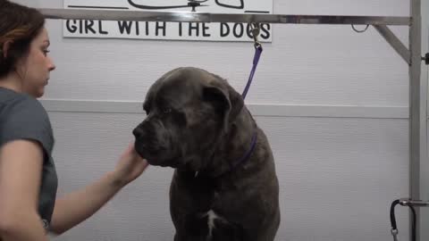 100lbs Cane Corso FREAKS for nail trim Why you shouldn't have plastic dog bowls