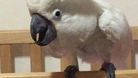 Cockatoo bird acting and barking like a dog