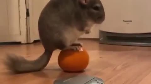 Chinchilla On Ball