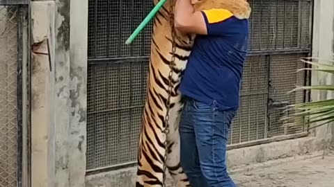 Hug with big Tiger
