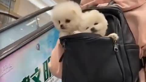 Cute two funny dog sucking lalipop