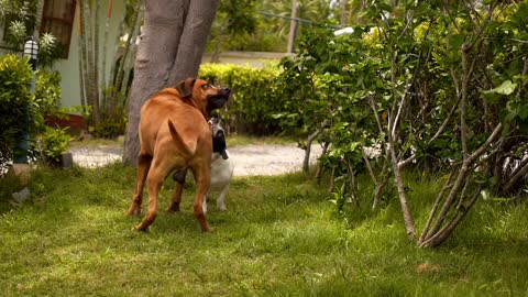 Funny two dogs flaying