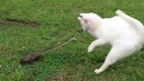 Kung fu ninja cat 🐱