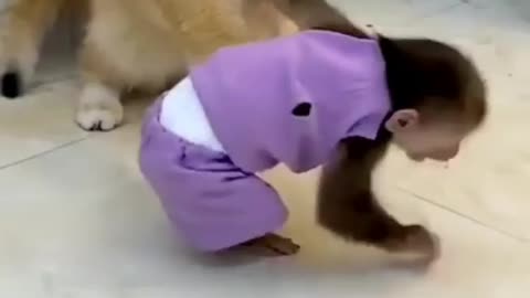 funny cat VC monkey