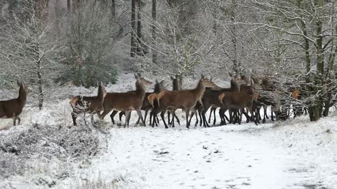 A flock of deer running through the snowy wood