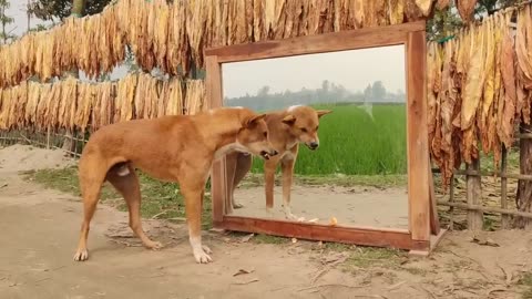 Try not Laugh Mirror Prank on Dog | Funny Prank video