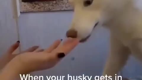 Dog 🐕 Funny Video 😉