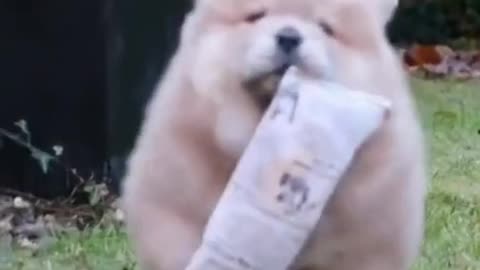 Cute Little Chow Puppy Just Wanting to Play Fetch