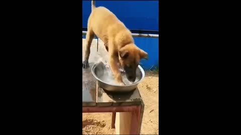 Funny Animal Videos