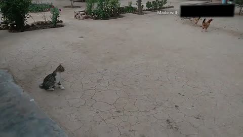 Cat and rooster quarrel