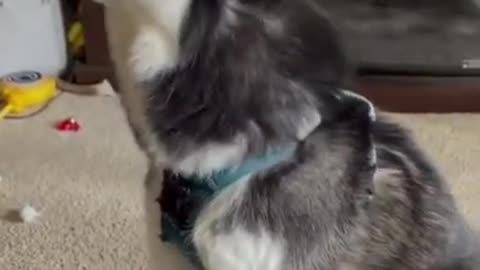 Funny Husky Dog Wailing with Love #shorts #husky #funnydog