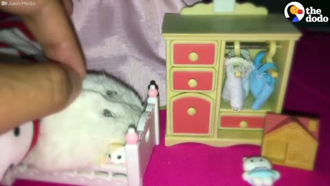 Hamster Has The Cutest Bedtime Routine | The Dodo