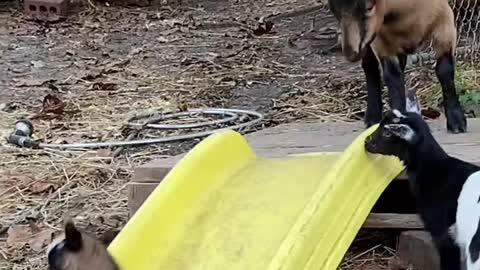 Accidental Slide Surprises Goat Kid