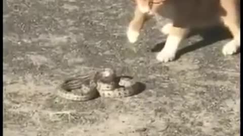 Cat VS Snake