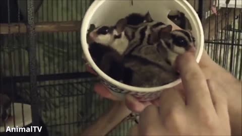 SUGAR GLIDERS Flying - Funny & Cute Compilation