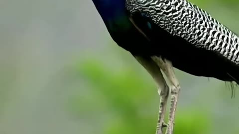 "The Majestic Plumes: A Glimpse into the World of Peacocks"