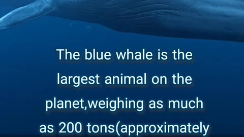 Blue whale | big fish | whale facts