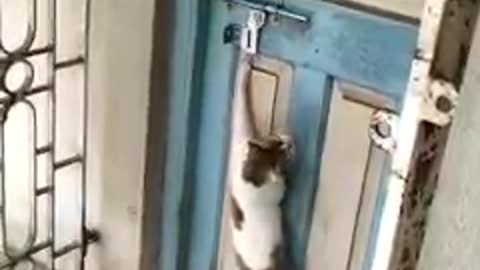 Cat knocking the door 😂 funny video