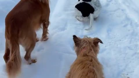 Patient Dogs Wait Like Statues