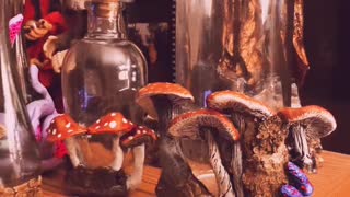 mushroom stuff i made