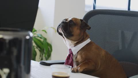 Cute funny puppies playing in office in tie | Very funny pub dog in office table