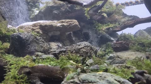 Aquascape Waterfall Jungle Tank 70 x 40