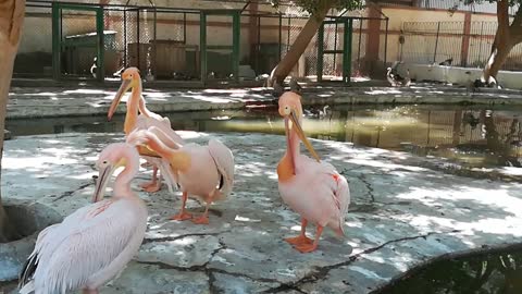 Pink Pelican Birds Cleaning Outside Lake
