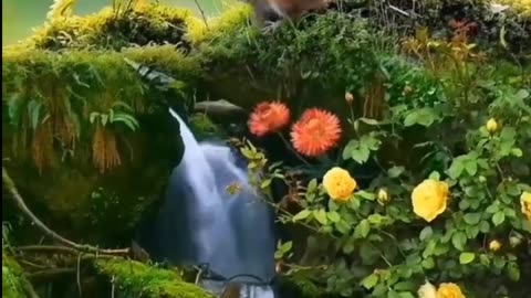 Waterfall and Beautiful Flowers and View