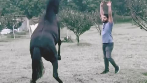 Horse trening video
