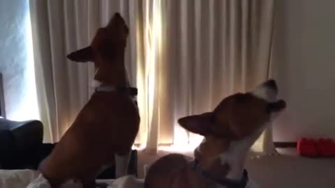 Basenji dogs singing in unison