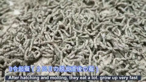 Japanese scientist cultivating silkworms