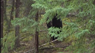 "THAT IS THE LOOK OF FEAR!" - Huge Black Bear Hunt!